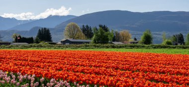 Chilliwack, Kanada - 20 Nisan 2019: British Columbia'daki Chilliwack Lale Festivali'nde büyük lale çiçeği tarlası.