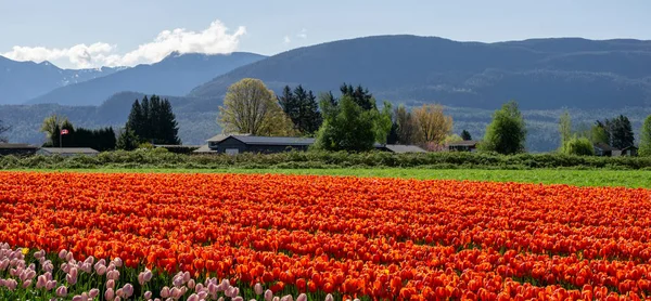 Chilliwack, Kanada - 20 Nisan 2019: British Columbia'daki Chilliwack Lale Festivali'nde büyük lale çiçeği tarlası.