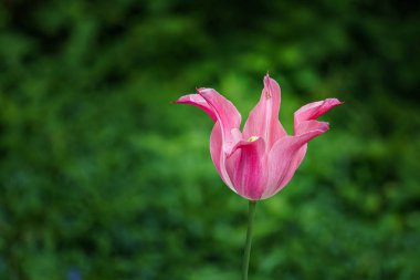 doğa yeşil arka plan bahçede pembe lale çiçek kadar yakın.
