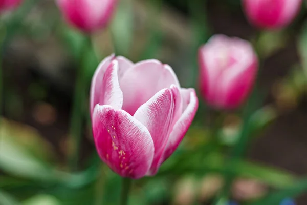 Kwiat natura ogród różowy tulipan tło zbliżenie zielony. — Zdjęcie stockowe