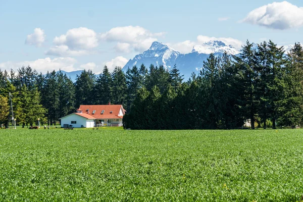 Chilliwack, Kanada-20 april 2019: vacker utsikt gröna fältet på gården med hus och berg i British Columbia. — Stockfoto