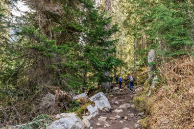Joffre Lakes Provincial Park British Columbia Kanada vahşi doğa ormanı.