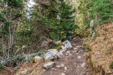 Joffre Lakes Provincial Park British Columbia Kanada vahşi doğa ormanı.