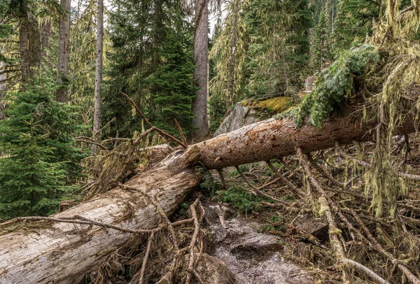 Bosque natural salvaje en Joffre Lakes Provincial Park Columbia Británica Canadá . —  Fotos de Stock