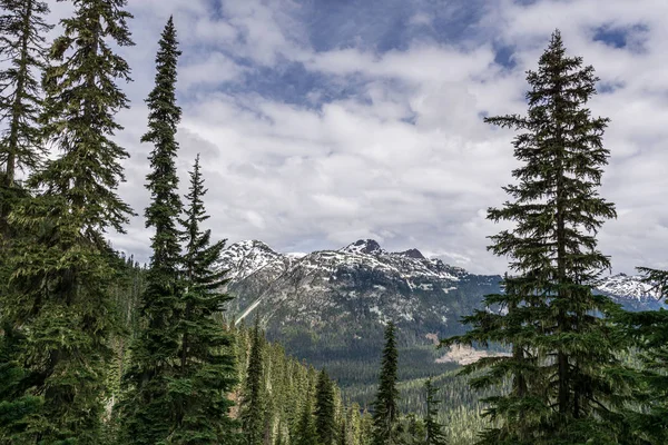 Floresta natureza selvagem em Joffre Lagos Provincial Park British Columbia Canadá . — Fotografia de Stock
