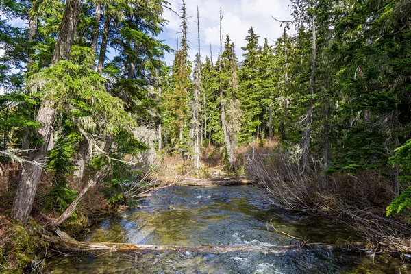 Foresta naturale selvaggia con ruscello nei laghi di Joffre Parco Provinciale British Columbia Canada . — Foto Stock