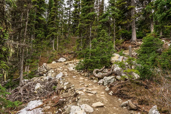 Vad természet erdő Joffre tavak tartományi Park British Columbia Kanadában. — Stock Fotó