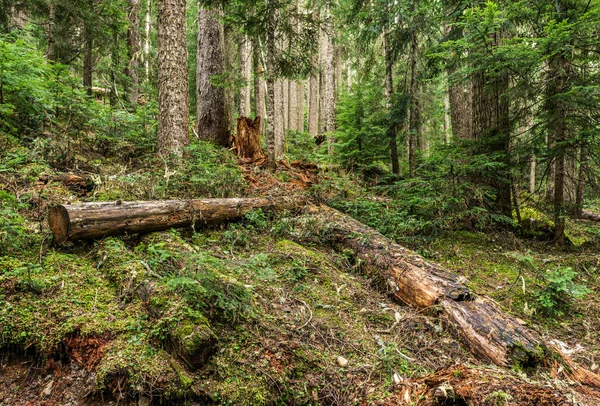Vad természet erdő Joffre tavak tartományi Park British Columbia Kanadában. — Stock Fotó
