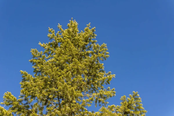 Parlak mavi gökyüzü ile güneşli bir günde bir dökmeyen ağaç. — Stok fotoğraf