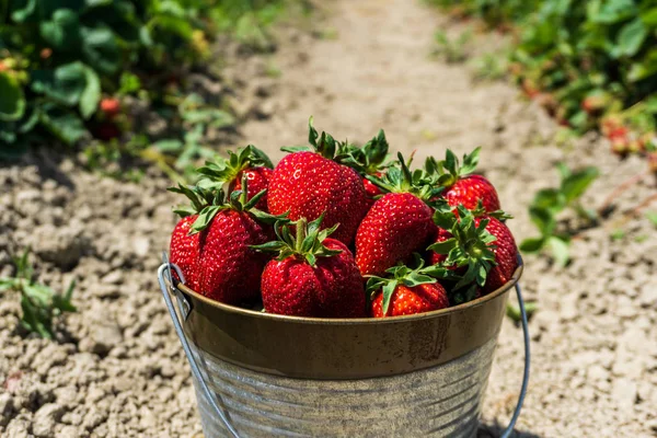 Strawberry field on farm fresh ripe strawberry in bucket next to strawberries bed.