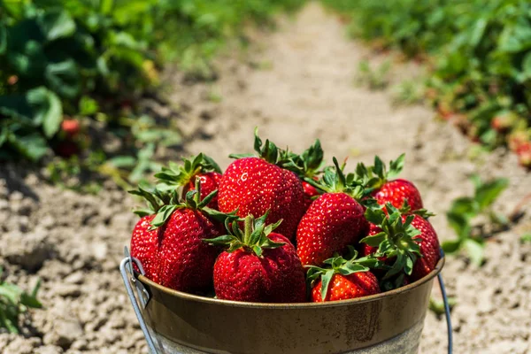 Strawberry field on farm fresh ripe strawberry in bucket next to strawberries bed.