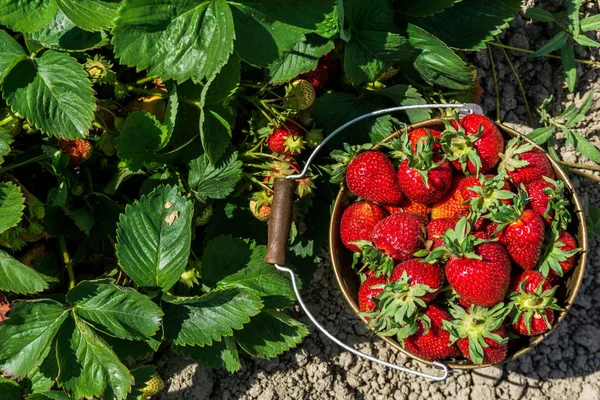Strawberry field on farm fresh ripe strawberry in bucket next to strawberries bed.