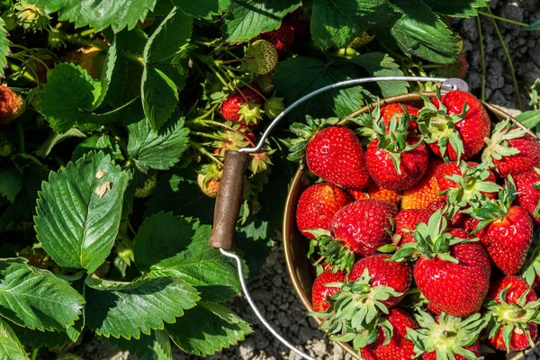Çiftlikteki çilek tarlası taze olgun çilek kovası içinde çilek yatağının yanında.