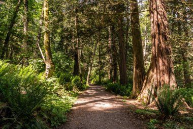 easy hiking trail in the park near Killarney Lake Bowen island british columbia. clipart