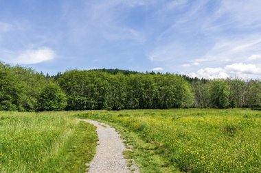 Killarney Lake Bowen adası british columbia yakınlarındaki parkta kolay yürüyüş parkuru.