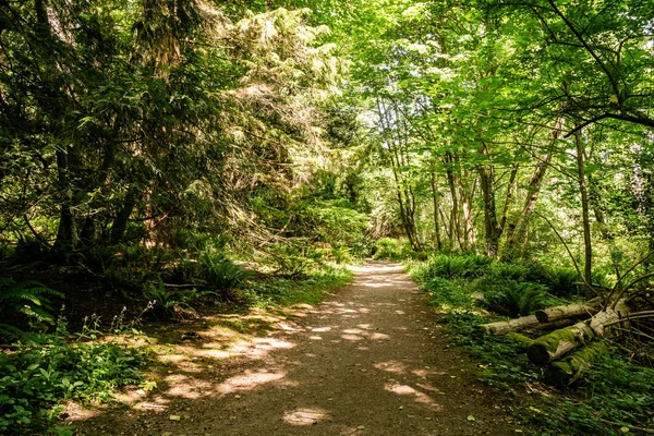 Sentier de randonnée facile dans le parc près de Killarney Lake Bowen île colombie britannique . — Photo