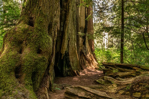 Trilha de caminhadas fácil no parque perto de Killarney Lake Bowen ilha colômbia britânica . — Fotografia de Stock