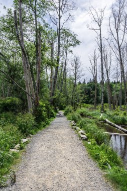 Killarney Lake Bowen adası british columbia yakınlarındaki parkta kolay yürüyüş parkuru.