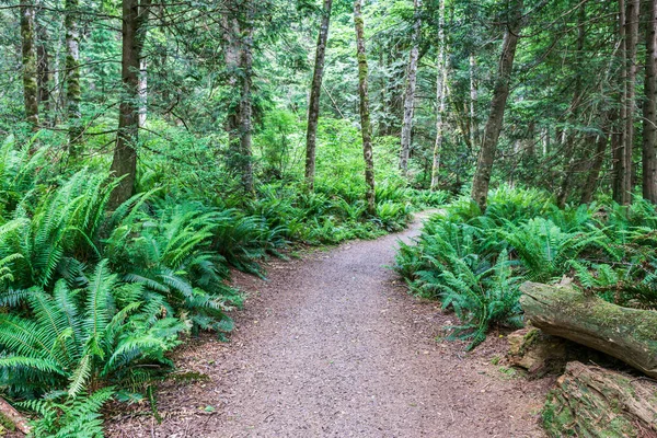 Killarney Lake Bowen adası british columbia yakınlarındaki parkta kolay yürüyüş parkuru.