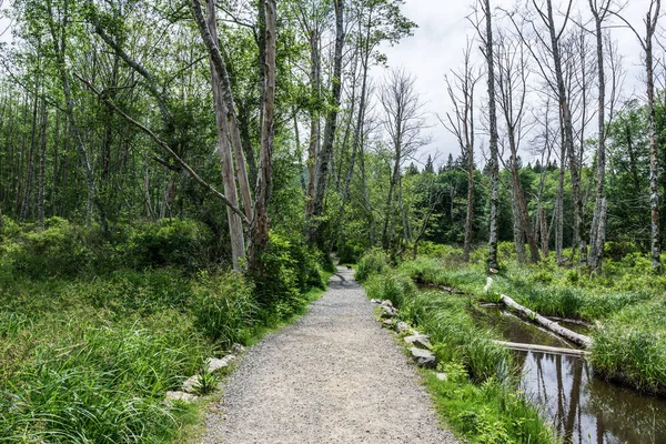 Sentier de randonnée facile dans le parc près de Killarney Lake Bowen île colombie britannique . — Photo