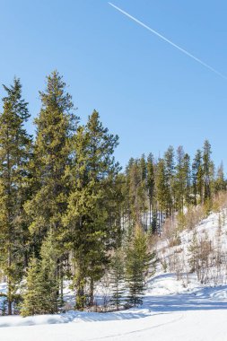 Eriyen kar ve mavi gökyüzü ile parlak güneşli bir günde genç orman ile erken bahar manzara.