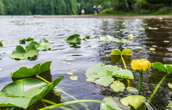 yellow lily flower and green leaves on the lake.