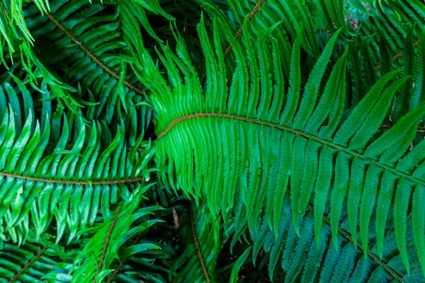 Folha verde brilhante samambaia folhas tropicais fundo . — Fotografia de Stock