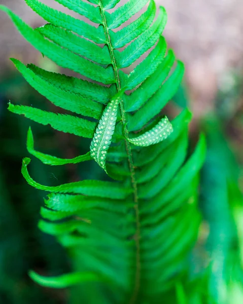 Folha verde brilhante samambaia folhas tropicais fundo . — Fotografia de Stock