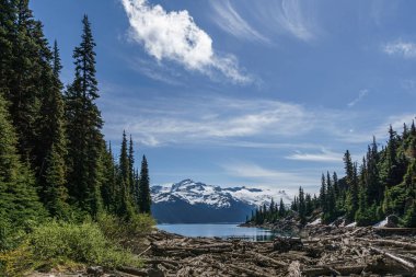 Garibaldi Gölü'nde Moloz Deresi çıkışının bagajında kuru eski ormanlar.
