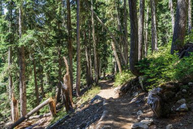 garibaldi il parkı kanada yüksek ağaçlar ile güzel yürüyüş parkuru.