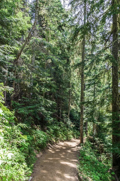Gyönyörű turistaút magas fákkal a Garibaldi Provincial Park Kanadában. — Stock Fotó