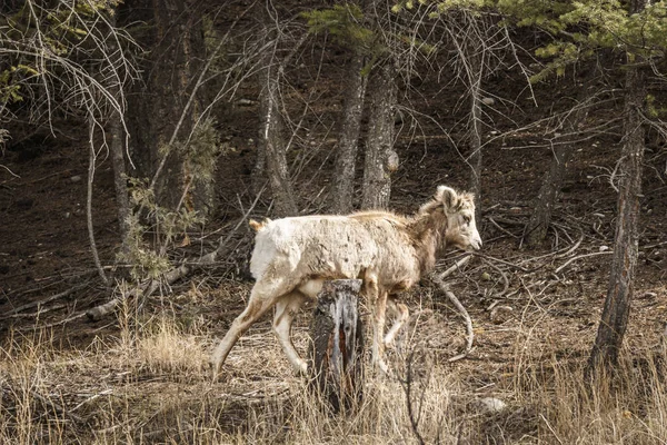 Bighorn kvinnliga får eller Ewe Ovis canadensis stora däggdjur i foresr öster om British Columbia Kanada. — Stockfoto