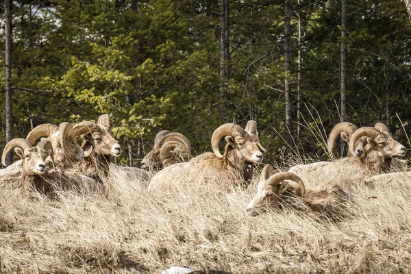 Bighorn mâle mouton ou bélier Ovis canadensis grand mammifère dans l'avant-pays à l'est de la Colombie-Britannique canada . — Photo