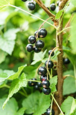 bahçe veya çiftlikte yeşil yaprakları ile bir dal üzerinde siyah frenk üzümü berry.
