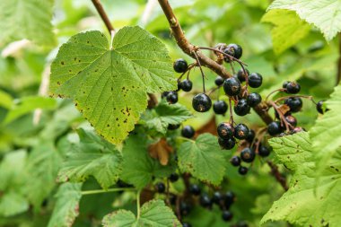bahçe veya çiftlikte yeşil yaprakları ile bir dal üzerinde siyah frenk üzümü berry.