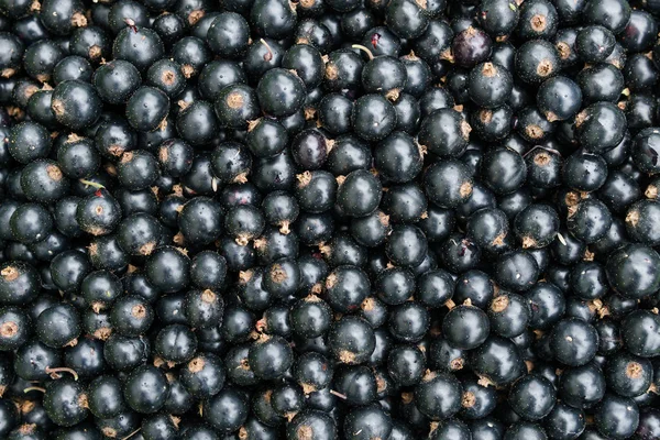 Черная смородина большие ягоды вид сверху для фона или текстуры . — стоковое фото