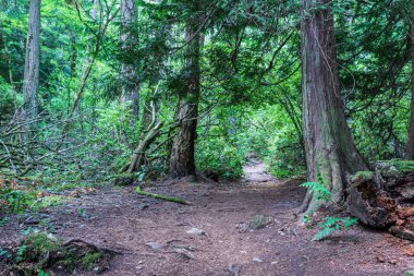vancouver adasında yeşil çalılar ve ağaçlarla çevrili forrest yürüyüş yolu veya patika.