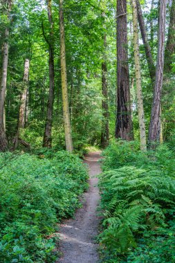 vancouver adasında yeşil çalılar ve ağaçlarla çevrili forrest yürüyüş yolu veya patika.