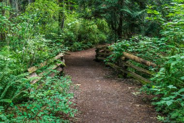 vancouver adasında yeşil çalılar ve ağaçlarla çevrili forrest yürüyüş yolu veya patika.
