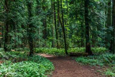 vancouver adasında yeşil çalılar ve ağaçlarla çevrili forrest yürüyüş yolu veya patika.