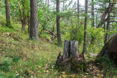 vancouver adası kanada yaz saati yeşil yaz ormanı.