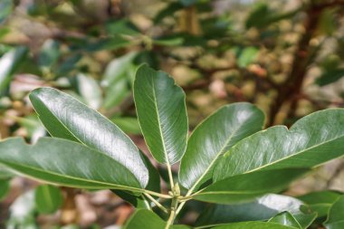 vancouver adası kanada yaz saati yeşil yaz ormanı.