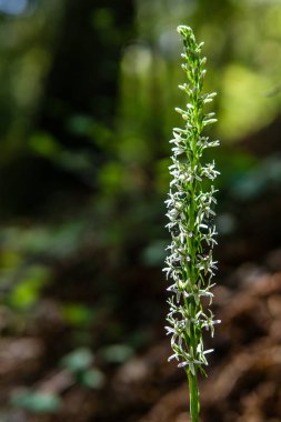 vancouver adası kanada yaz saati yeşil yaz ormanı.