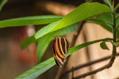 yeşil yaprak üzerinde parlak renkli kanatları ile güzel küçük kelebek.