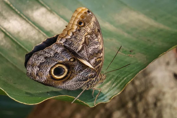 Красивая маленькая бабочка с ярко окрашенными крыльями на зеленом листе . — стоковое фото
