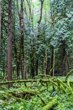 güney kanada yaz saatinde yeşil yaz ormanı.