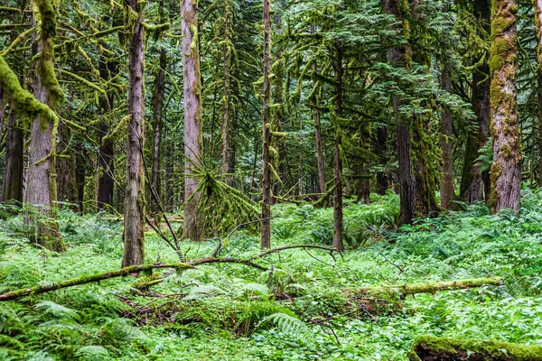 Zöld nyári erdő Dél-Kanadában nyári idő. — Stock Fotó