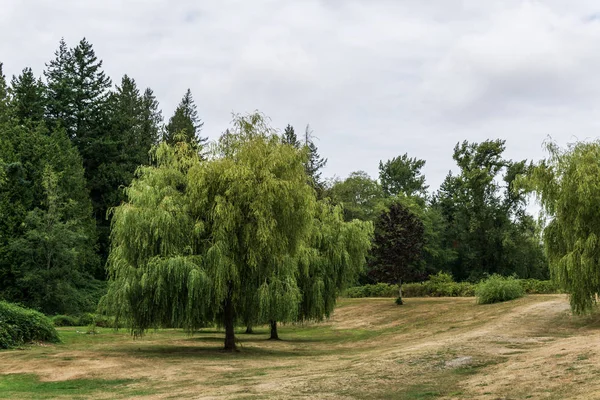 Letní krajina zeleného lesa a louky s velkými stromy v parku oblačné nebe. — Stock fotografie