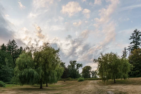 Sommar landskap av grön skog och äng med stora träd i parken molnigt himmel. — Stockfoto