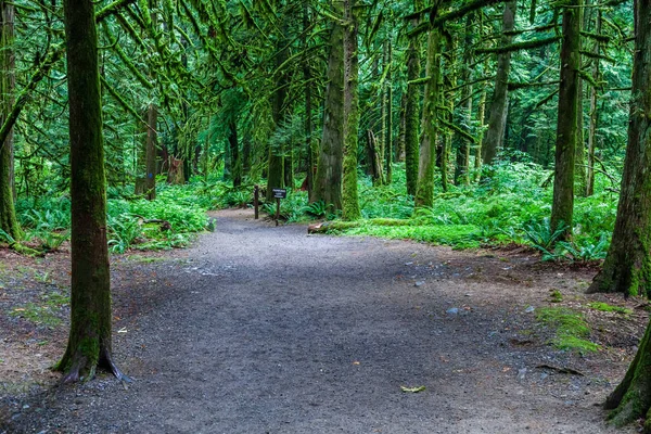 Large sentier à travers la forêt verte avec de grands arbres signe au stationnement . — Photo